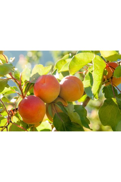 Абрикос Том Кот купити 